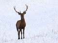 Young red deer in snow Royalty Free Stock Photo