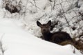 Young red deer in the snow Royalty Free Stock Photo