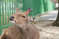 A young red deer stag at park in Nara, Japan