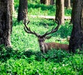 A young Red deer stag in the summer forest Royalty Free Stock Photo