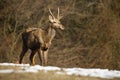 Young red deer standing on meadow in winter nature Royalty Free Stock Photo