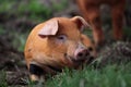Duroc Pig in Dirt Royalty Free Stock Photo
