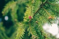 young red fir buds on spruce branches close up. spring season. Blossom fresh fir buds - healthy drug in alternative Royalty Free Stock Photo
