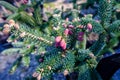 Young red fir buds on spruce branches close up. spring season. Blossom fresh fir buds - healthy drug in alternative Royalty Free Stock Photo