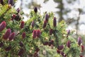 Young red spruce cones on the branches Royalty Free Stock Photo