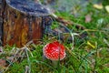 Young red fly agaric with white dots on a green forest lawn Royalty Free Stock Photo