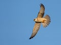 Young Red-footed falcon Falco vespertinus in fast flight with stretched wings and tail feathers over blue sky