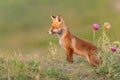 A young red Fox in a beautiful light close up. Vulpes vulpes