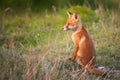 A young red Fox in a beautiful light close up. Vulpes vulpes