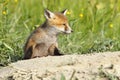 Young red fox closeup Royalty Free Stock Photo