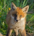 Young red fox cub portrait. Spring wildlife Royalty Free Stock Photo