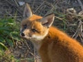 Young red fox cub portrait Royalty Free Stock Photo