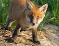 Young red fox cub portrait. Spring wildlife Royalty Free Stock Photo