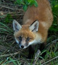 Young red fox cub portrait Royalty Free Stock Photo