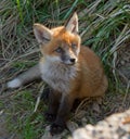 Young red fox cub portrait Royalty Free Stock Photo