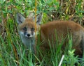 Young red fox cub portrait Royalty Free Stock Photo