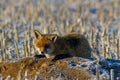 young red fox is hiding on field Royalty Free Stock Photo