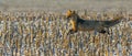 young red fox is hiding on field Royalty Free Stock Photo