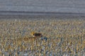 young red fox is hiding on field Royalty Free Stock Photo