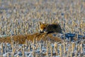 young red fox is hiding on field Royalty Free Stock Photo