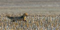 young red fox is hiding on field Royalty Free Stock Photo