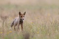 Young Red Fox in National Park Hoge Veluwe in the Netherlands