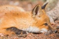 Young Red Fox Puppy crouch on forest floor Royalty Free Stock Photo