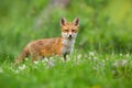 Young red fox standing on meadow in summertime nature