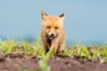 Young Red fox, Vulpes vulpes Royalty Free Stock Photo