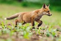 Young Red fox, Vulpes vulpes Royalty Free Stock Photo
