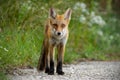 Young red fox standing on gravel roadside in summer Royalty Free Stock Photo