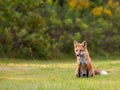Young red fox watching for movement in the grass Royalty Free Stock Photo