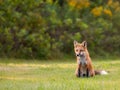 Young red fox watching for movement in the grass