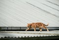 Young red ginger tabby cat walking across a corrugated iron roof Royalty Free Stock Photo