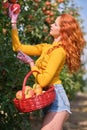 Young red-haired woman helps with picking apples