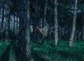 Young Red head woman levitating in the Pine forest. Walking up by the pine trunk. Cold colored moody night twilight