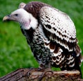 Young Red-headed Vulture