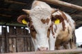 Young red Holstein calf bull in outdoor cow barn behind metal fence Royalty Free Stock Photo