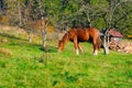 A young red horse is grazing in the meadow Royalty Free Stock Photo