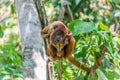 Young Red Howler Monkey Royalty Free Stock Photo