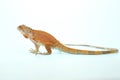 A young red iguana is sunbathing before starting its daily activities. Royalty Free Stock Photo