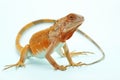 A young red iguana is sunbathing before starting its daily activities. Royalty Free Stock Photo