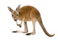 Young red kangaroo (9 months) - Macropus rufus Royalty Free Stock Photo