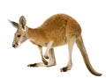 Young red kangaroo (9 months) - Macropus rufus Royalty Free Stock Photo