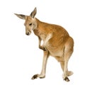 Young red kangaroo (9 months) - Macropus rufus Royalty Free Stock Photo