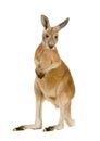 Young red kangaroo (9 months) - Macropus rufus Royalty Free Stock Photo