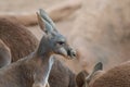 Young Red Kangaroo - Australian Marsupial Royalty Free Stock Photo