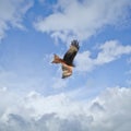Young red kite in the cloudy sky Royalty Free Stock Photo