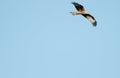 Young Red Kite in flight with a blue sky bakground