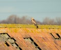 Young Red Kite perched on a roof, looking towards the left Royalty Free Stock Photo